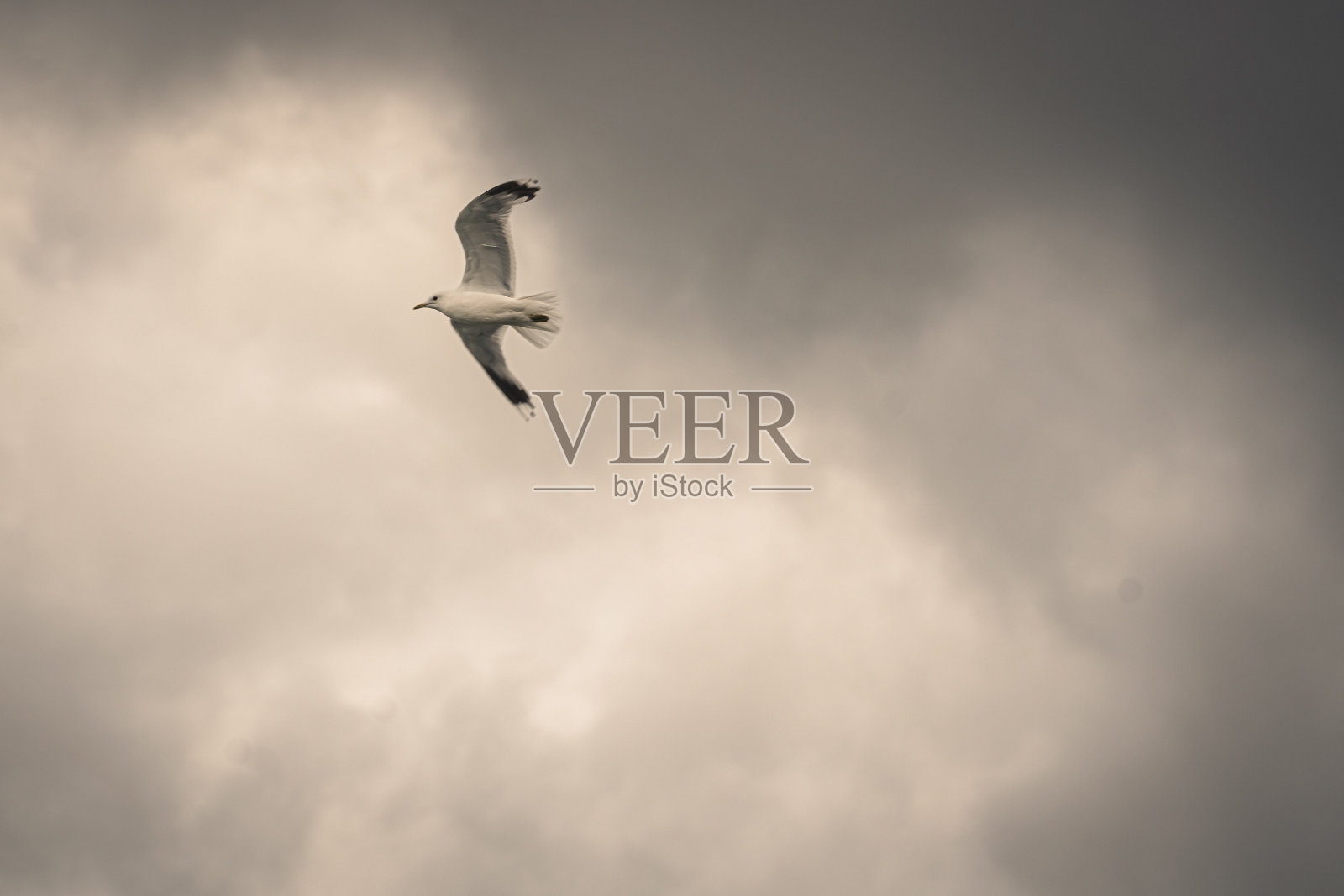 海鸥高飞照片摄影图片