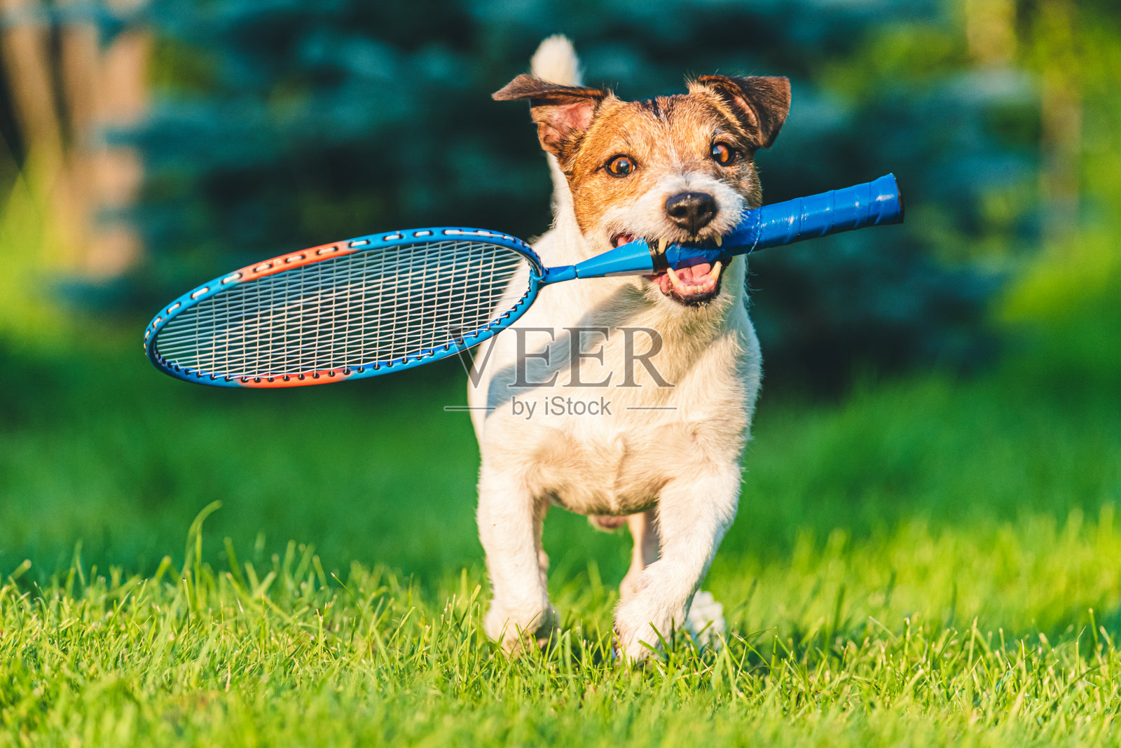 夏天，兴奋的有趣的狗狗在绿色的草地上拿着儿童大小的羽毛球拍照片摄影图片