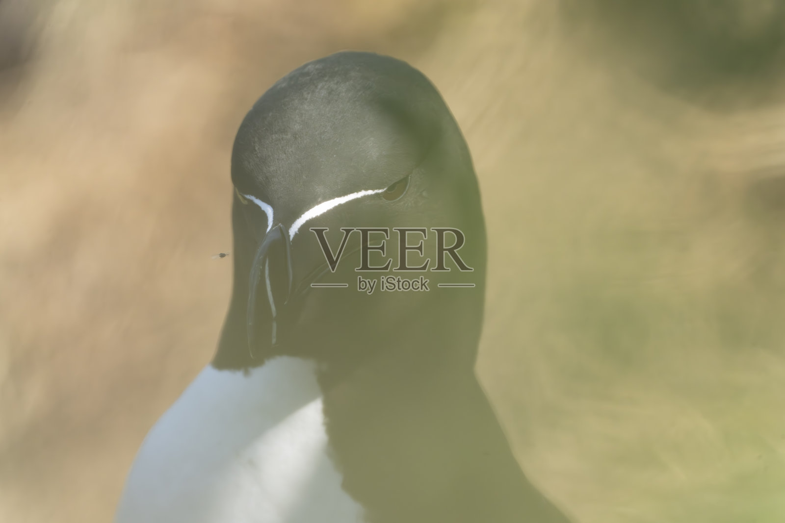 在汉普顿悬崖上的剃刀鸟照片摄影图片