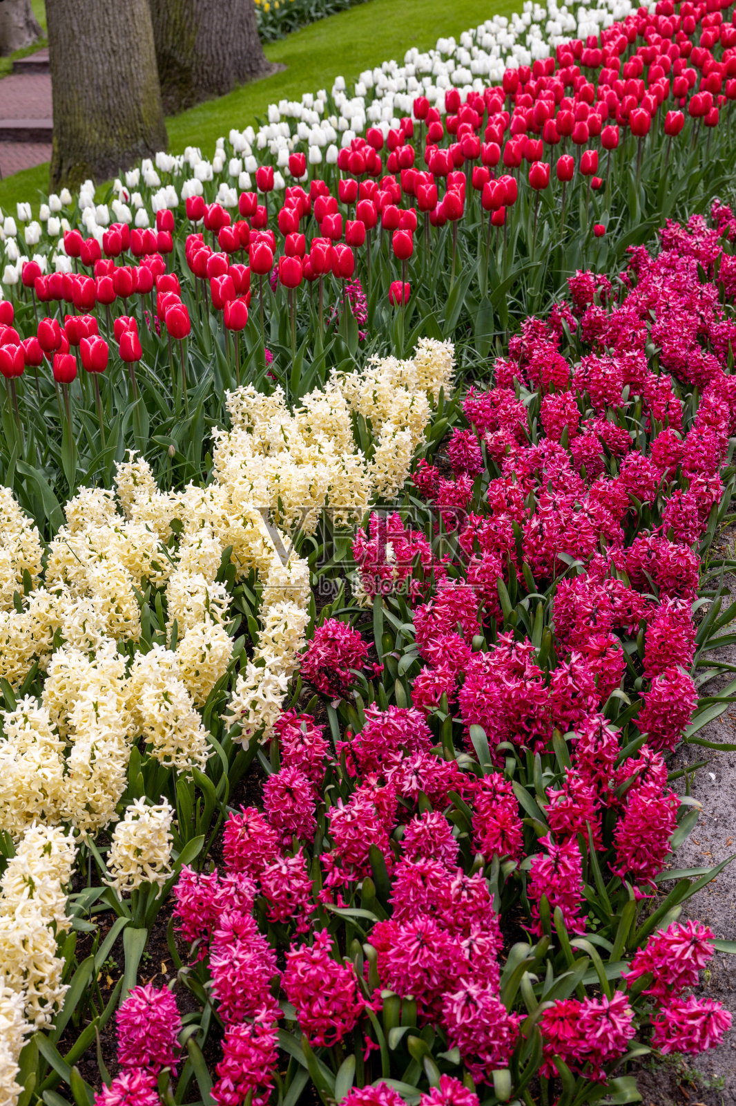 荷兰利塞的库肯霍夫花园中五颜六色的花朵。照片摄影图片