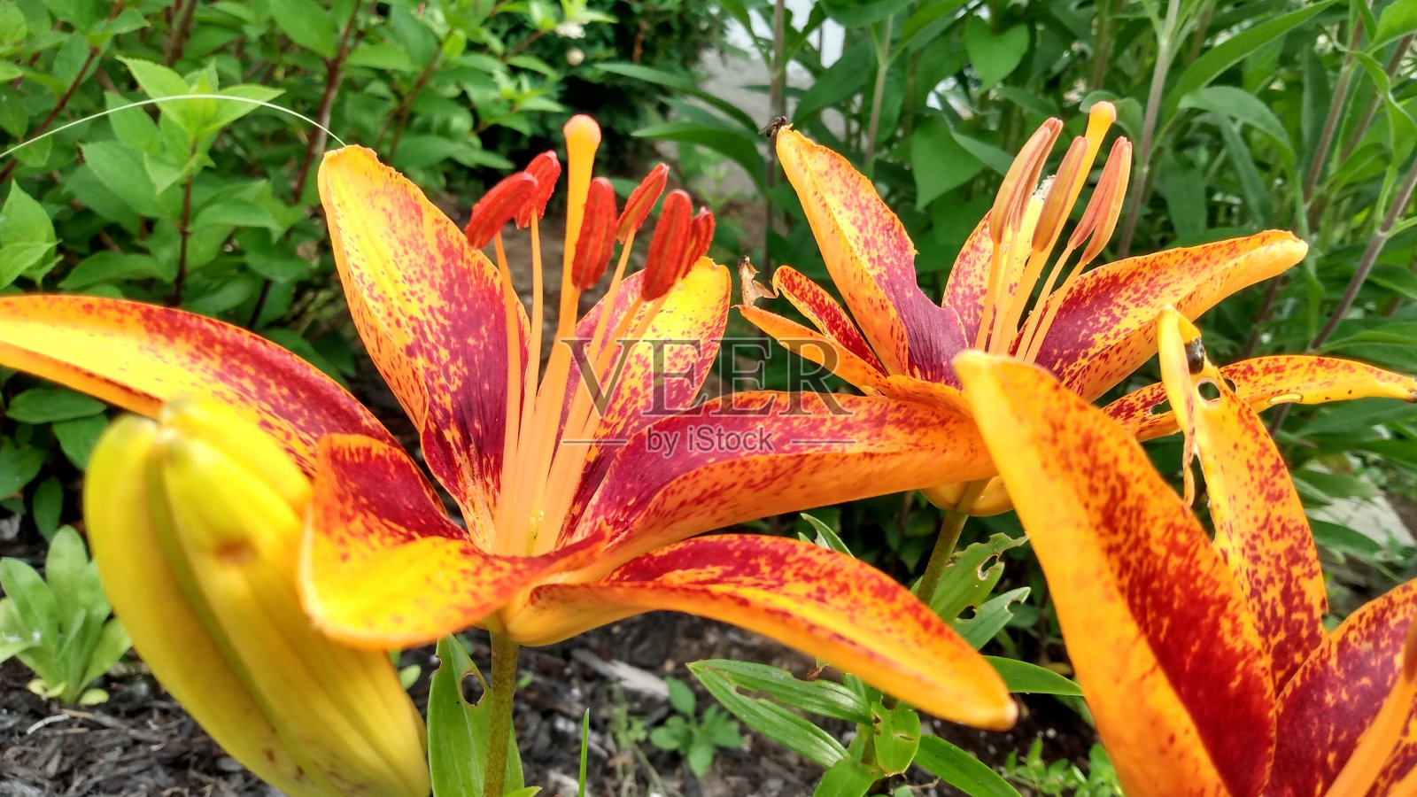 美丽的橙百合照片摄影图片