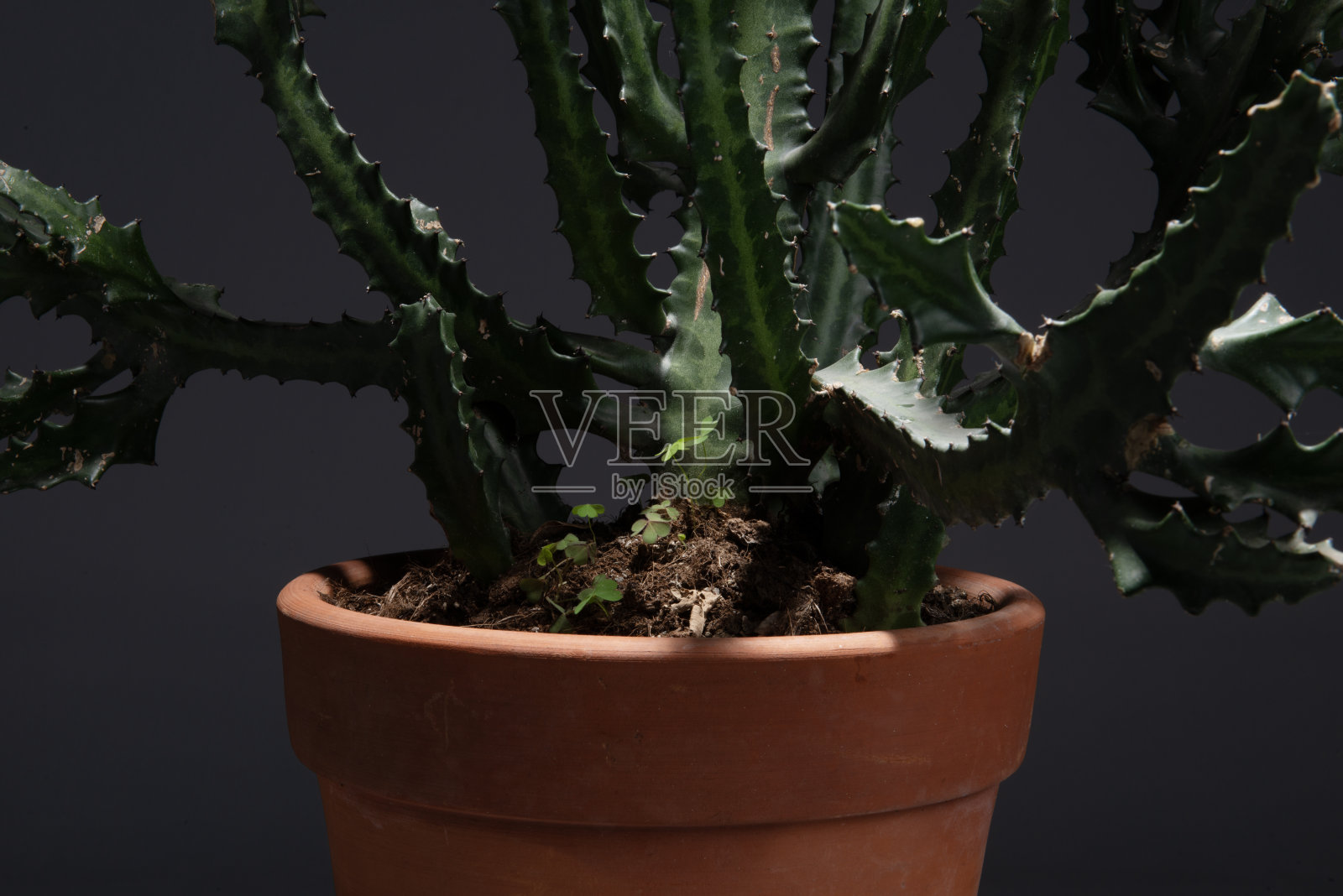 绿色的仙人掌照片摄影图片