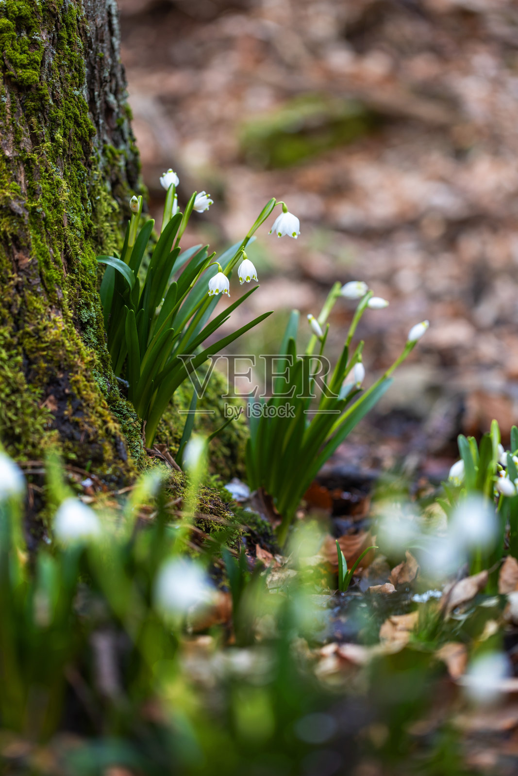 春天森林里生长在长满苔藓的树干上的淡白色钟形花。落叶和美丽的背景散景。照片摄影图片
