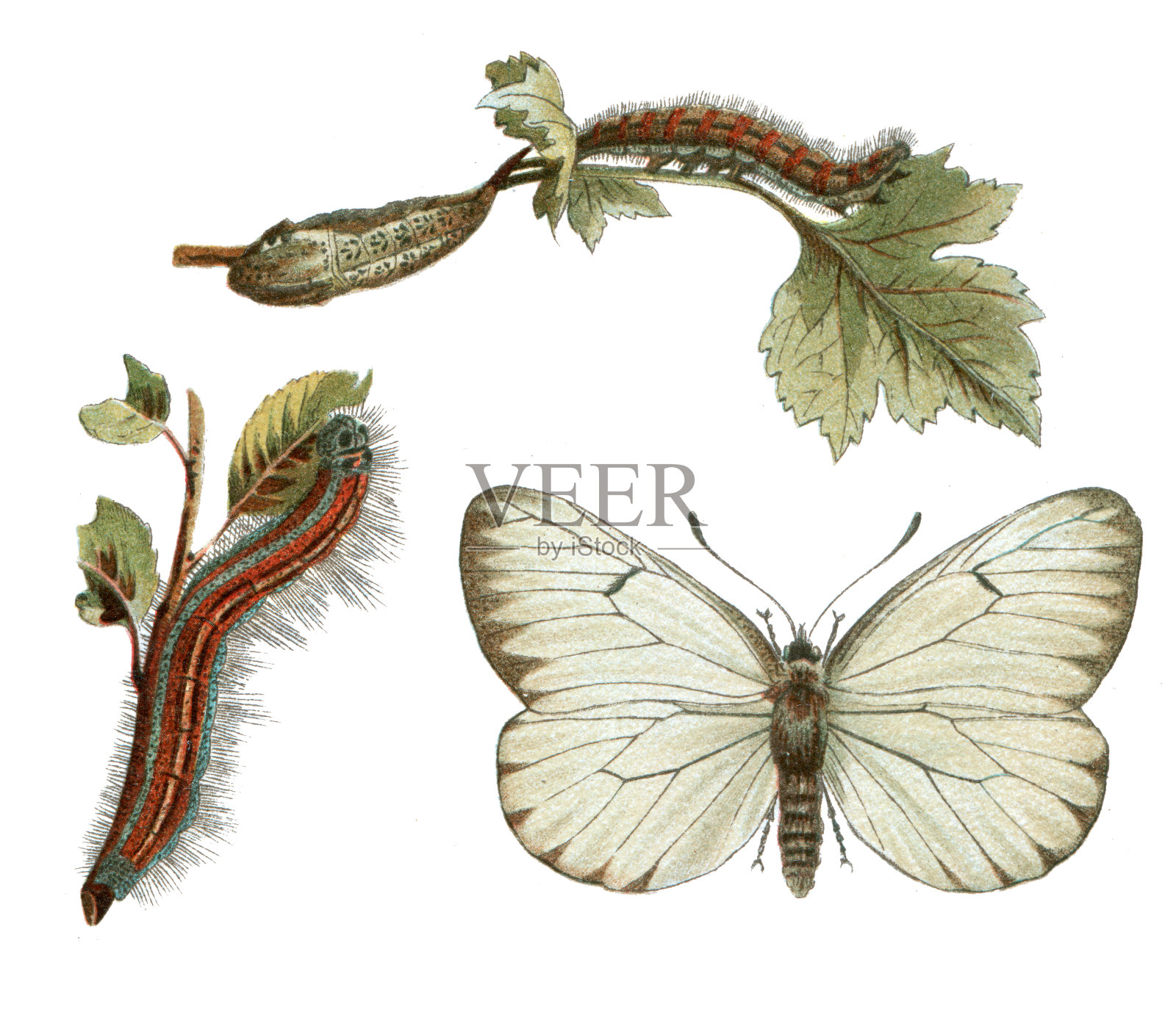 大白粉蝶科插图插画图片素材