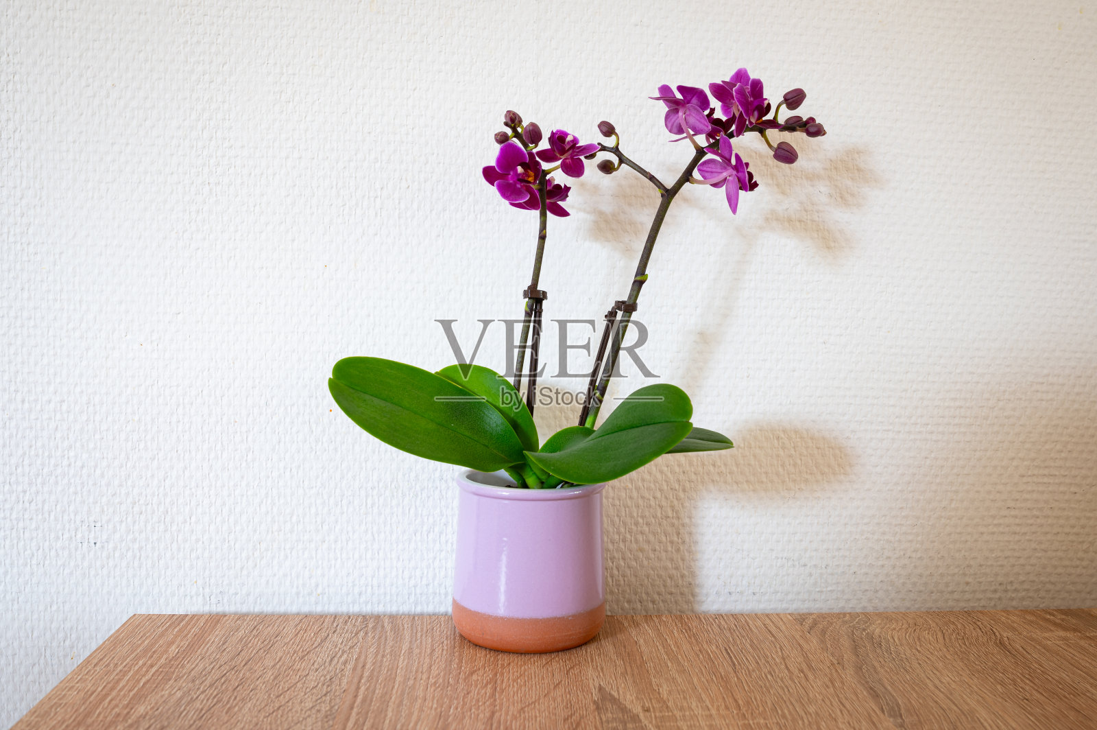 粉红色到紫色的兰花照片摄影图片