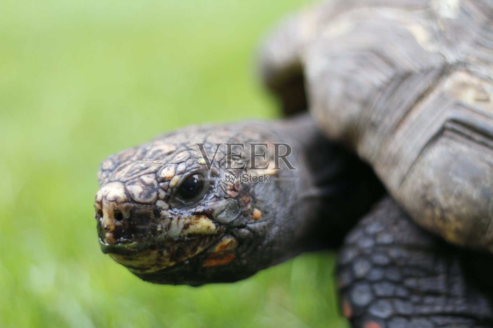 红脚龟——最常见的宠物龟之一。摄于加拿大。照片摄影图片