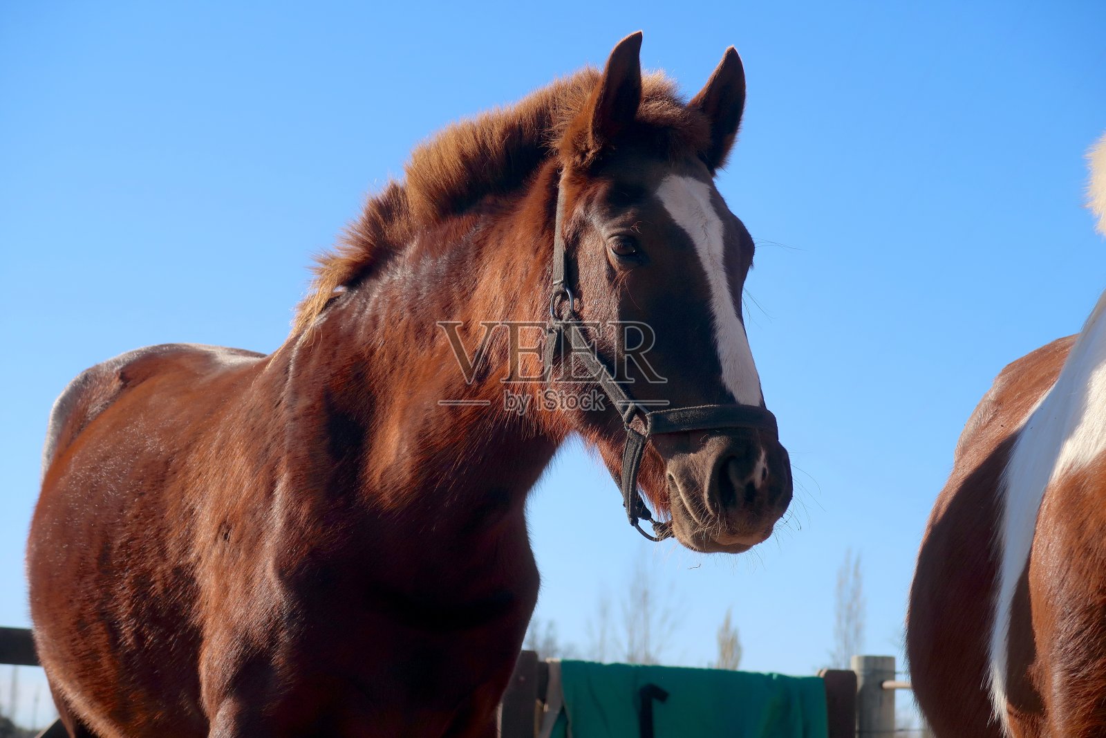 棕色的母马，蓝天照片摄影图片