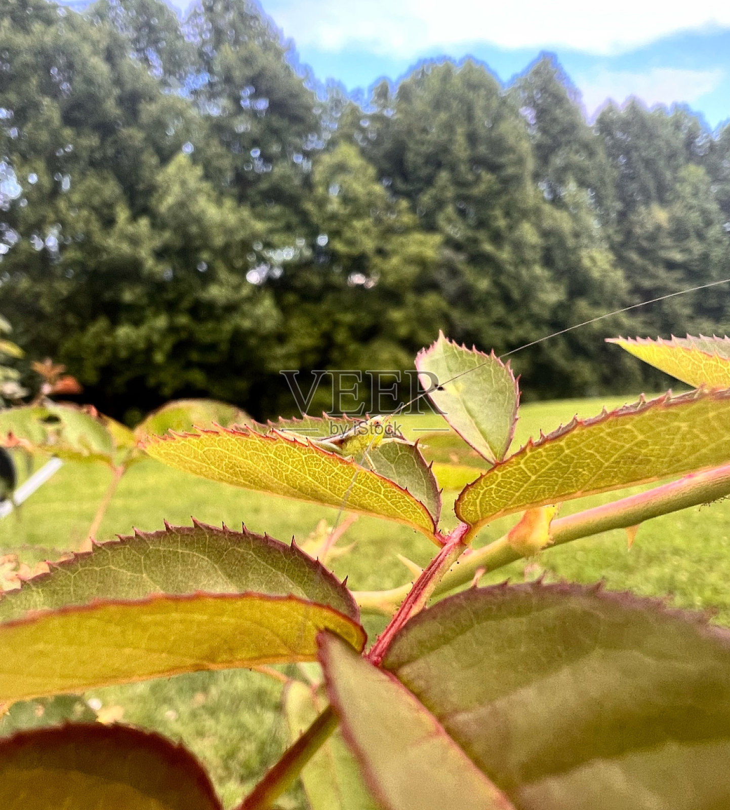坐着的蟋蟀特写照片摄影图片