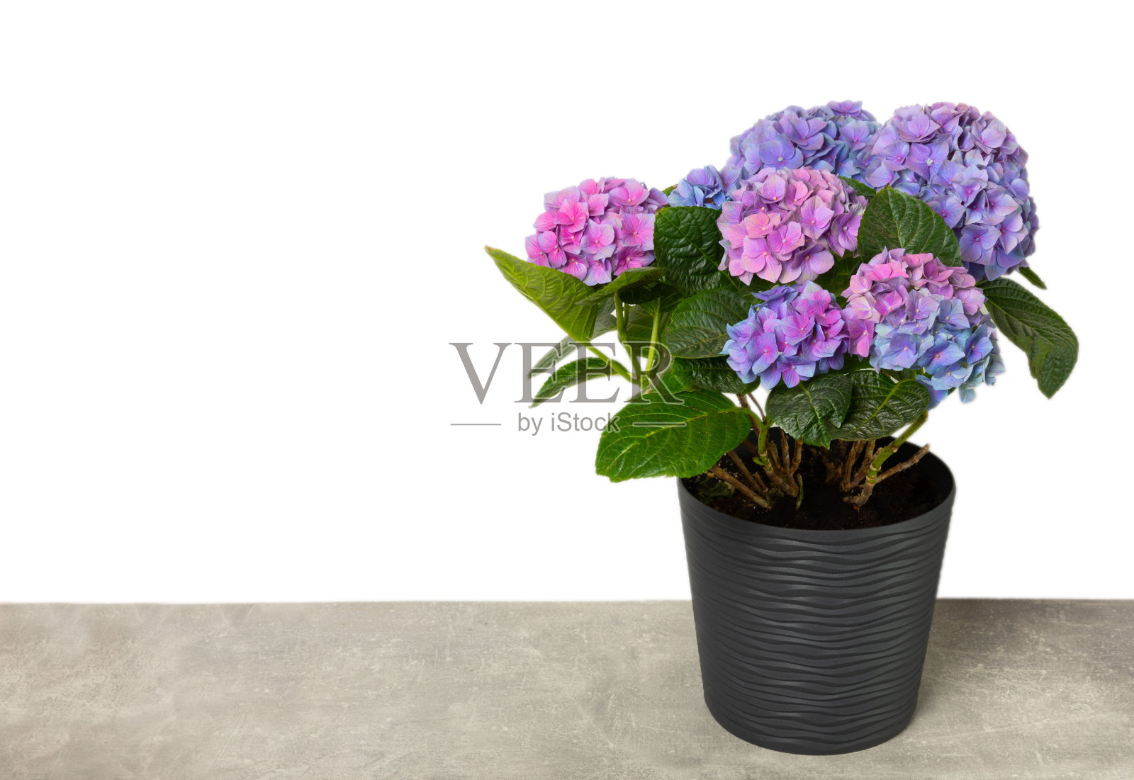 白底孤立的绣球花。花盆里的绣球花。漂亮的花。春天的气味。蓝色、粉色和淡紫色的绣球花。照片摄影图片