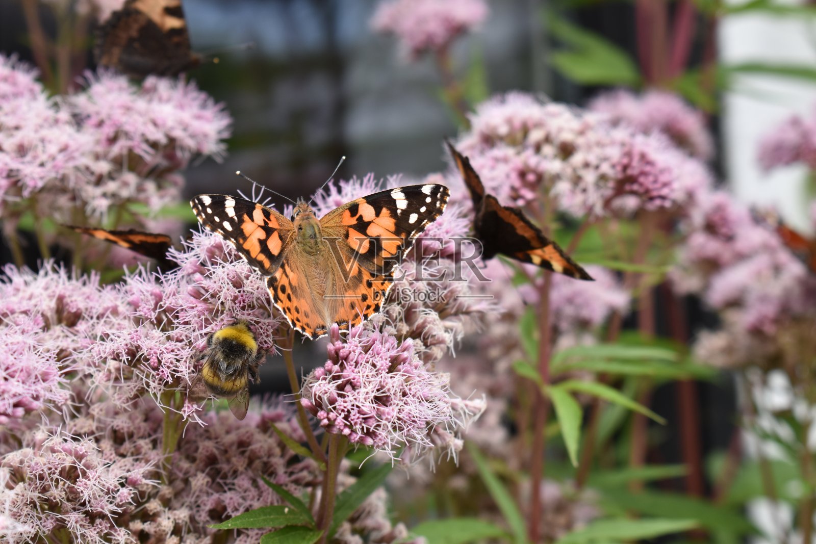 一只彩绘女蝴蝶(vanessa cardui)和一只大黄蜂在斑点乔派杂草授粉。照片摄影图片