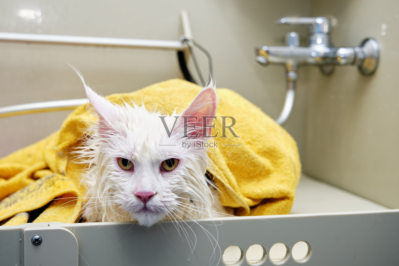 一只缅因猫在梳妆浴室里洗完澡后裹在毛巾里照片摄影图片