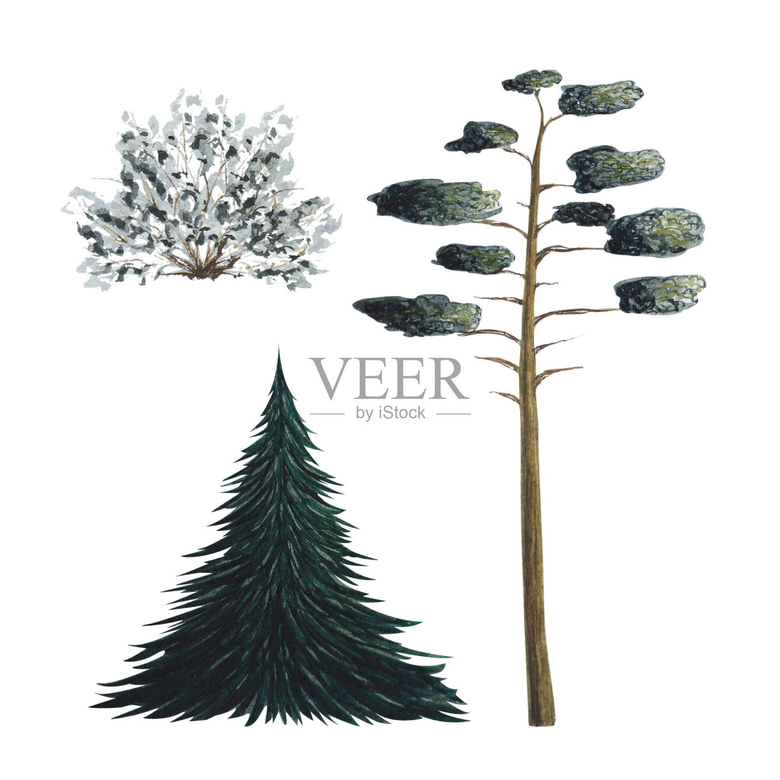 杉树，云杉。乔木灌木，灌木，灌木。绿色的松树。水彩孤立插图在一个白色的背景。手绘插画图片素材