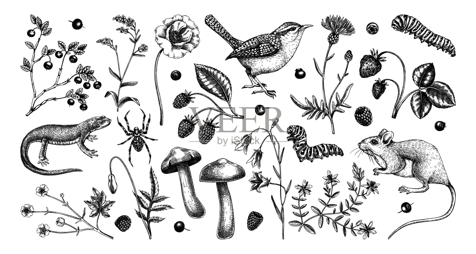 夏花矢量框插画图片素材