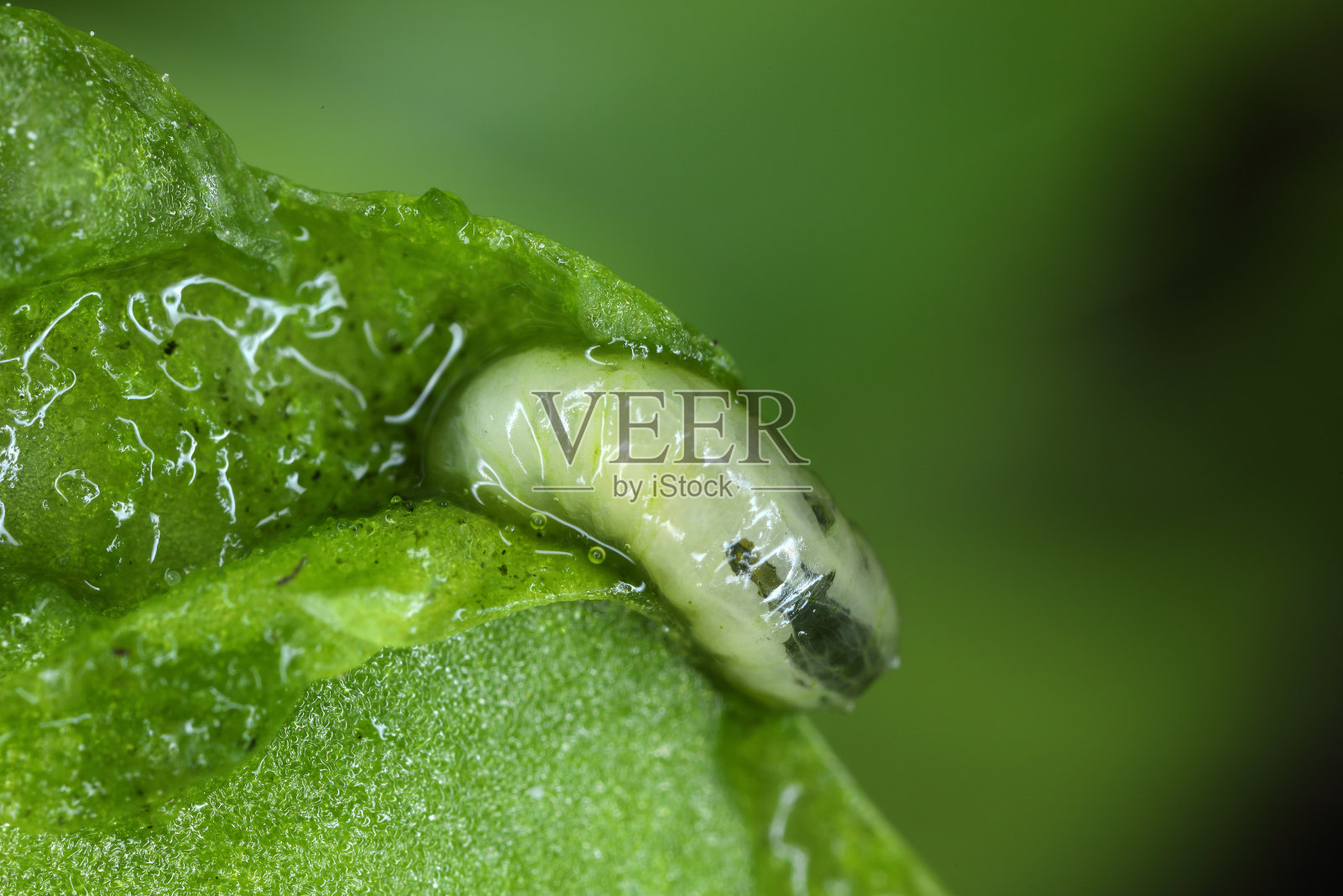 叶螨(Pegomya hyoscyami)幼虫暴露在叶螨危害菠菜。照片摄影图片