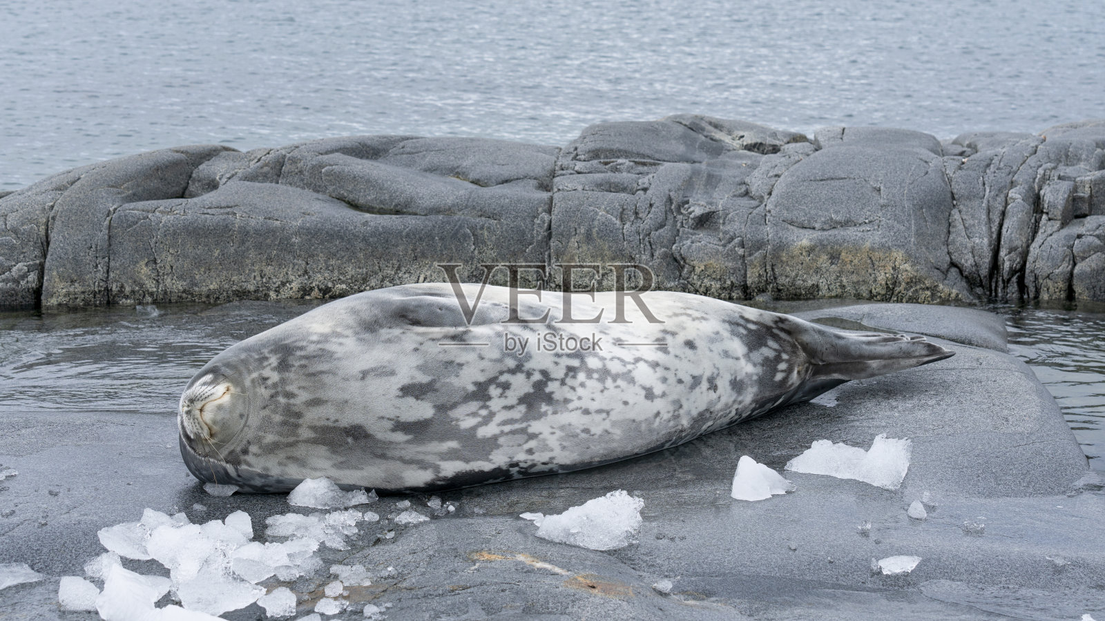 威德尔海豹(letonychotes weddellii)懒洋洋地躺在南极半岛的一块岩石上照片摄影图片
