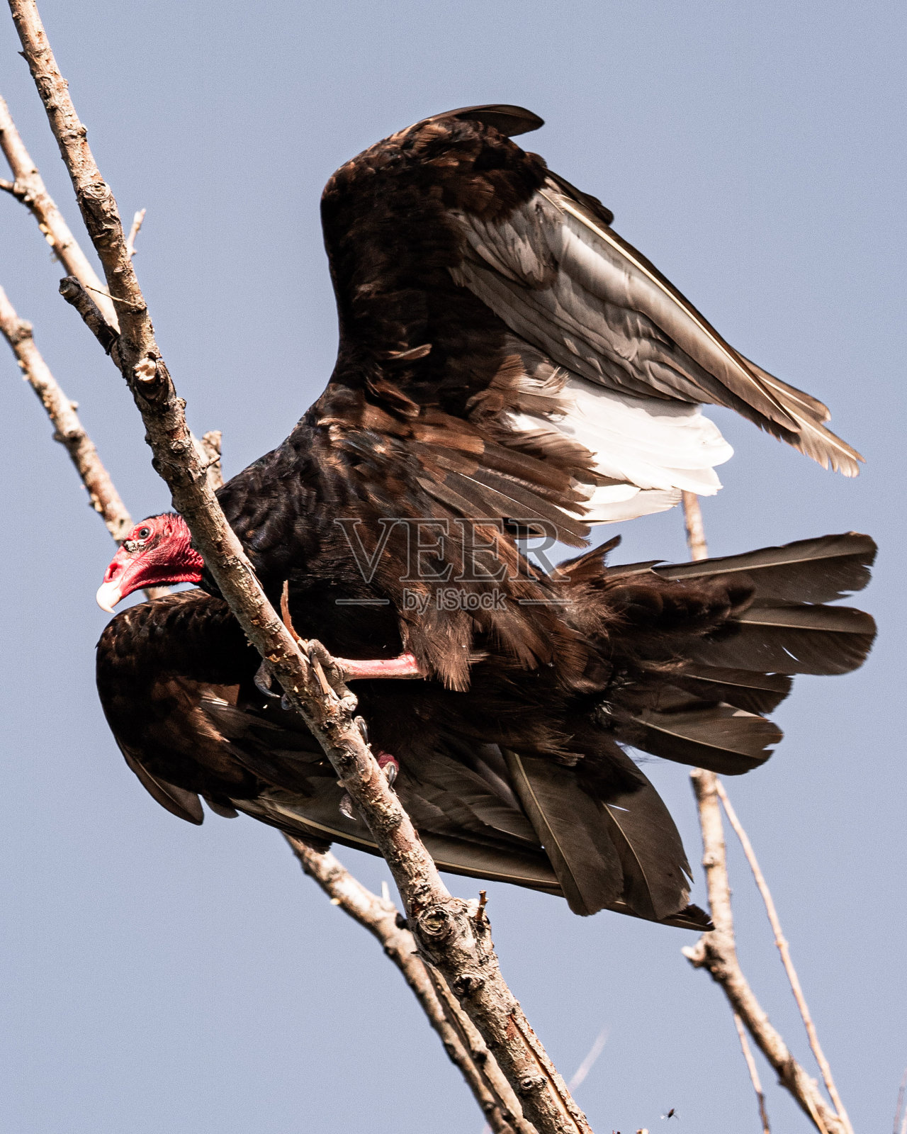 弯曲的秃鹫照片摄影图片