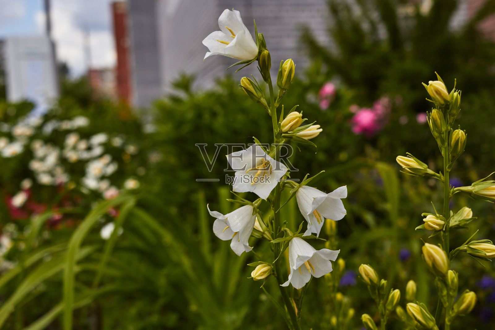 白风信子花植物护理。浇水,除草。照片摄影图片