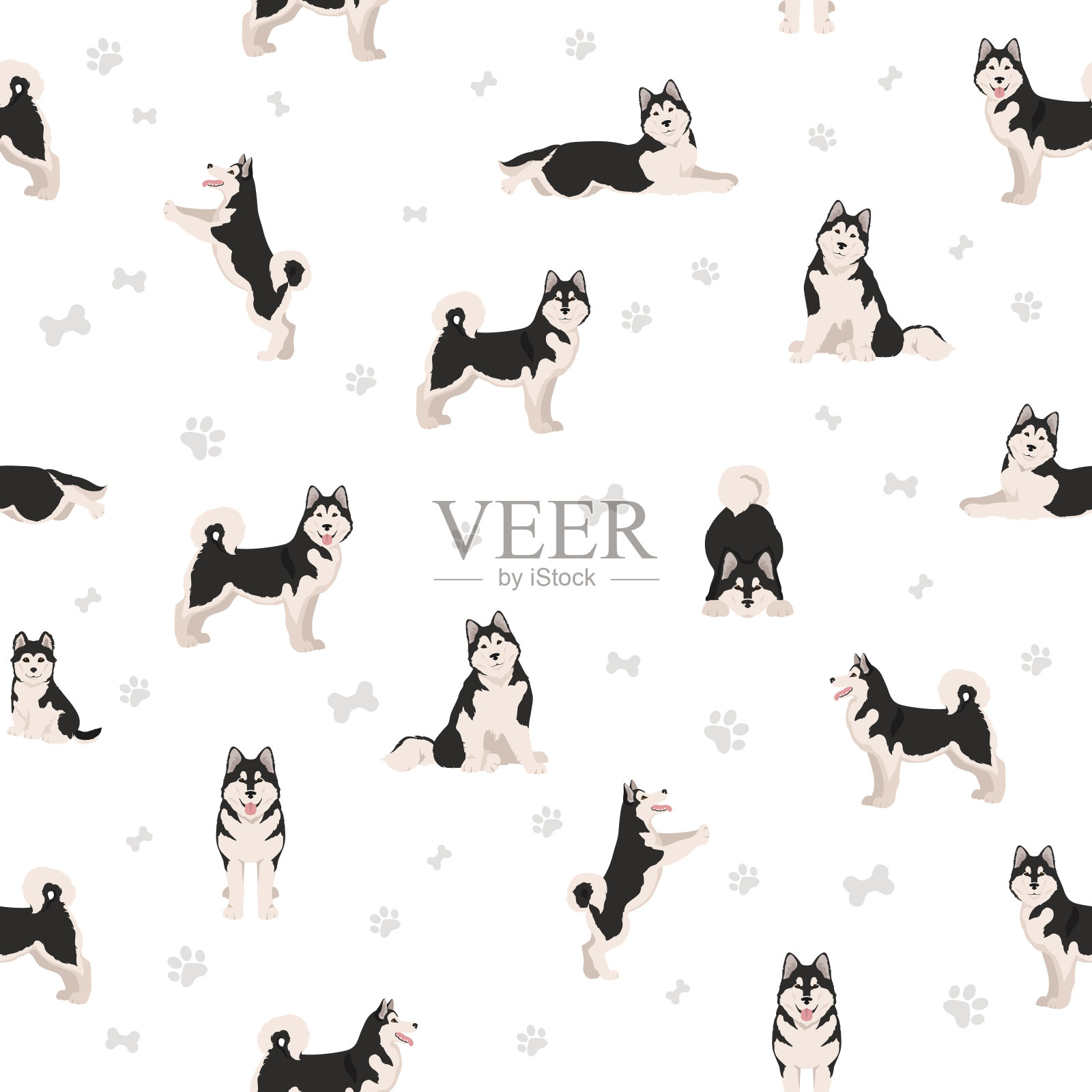 阿拉斯加雪橇犬所有颜色无缝图案。不同的外套颜色和姿势设置插画图片素材