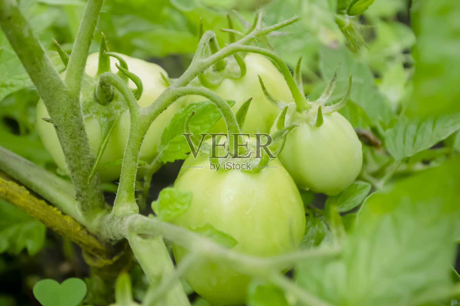 灌木上的绿色西红柿。花园里的绿西红柿。西红柿的大果实是绿色的。照片摄影图片