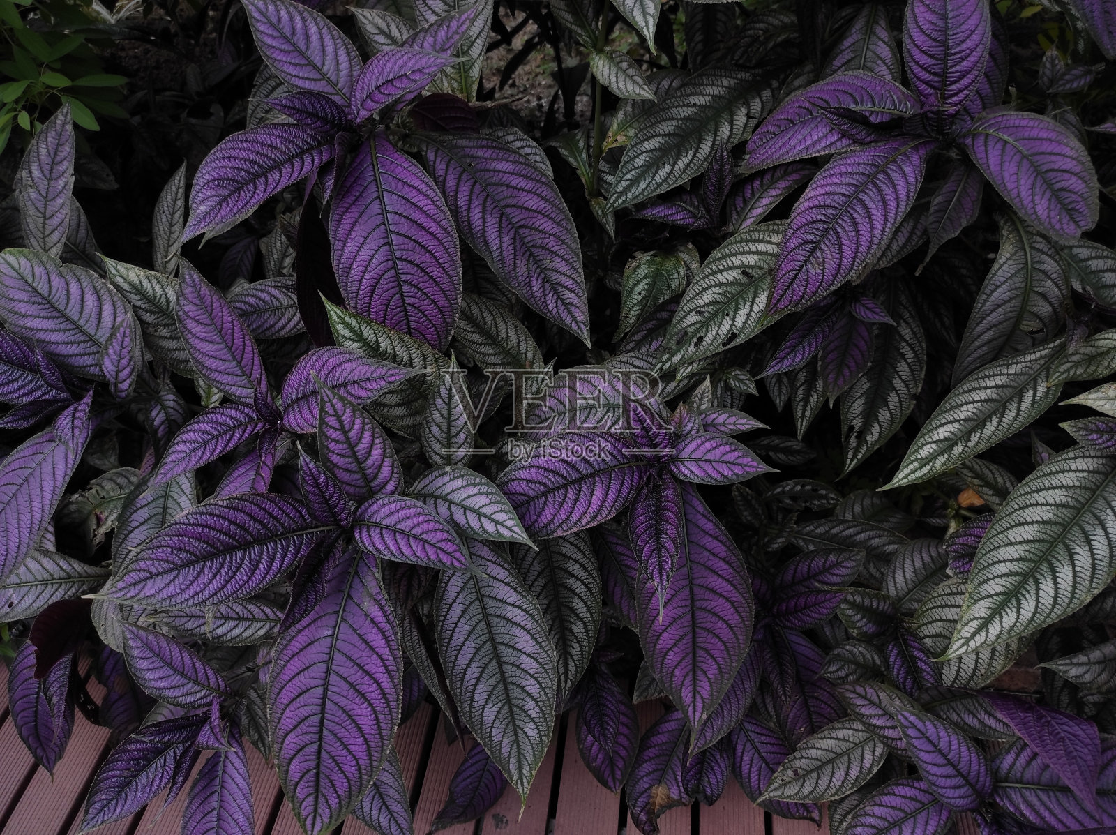 牛油果，波斯盾或皇家紫色植物照片摄影图片