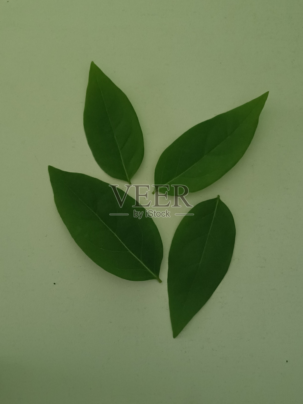 醋栗叶照片摄影图片