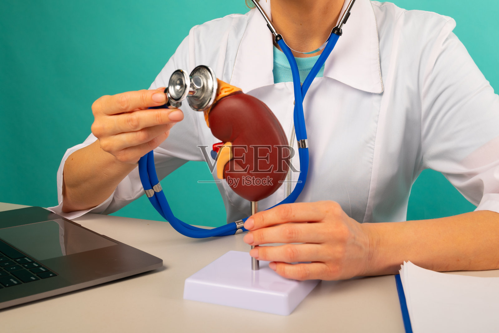 医生在他的办公室里拿着解剖肾模型和听诊器照片摄影图片