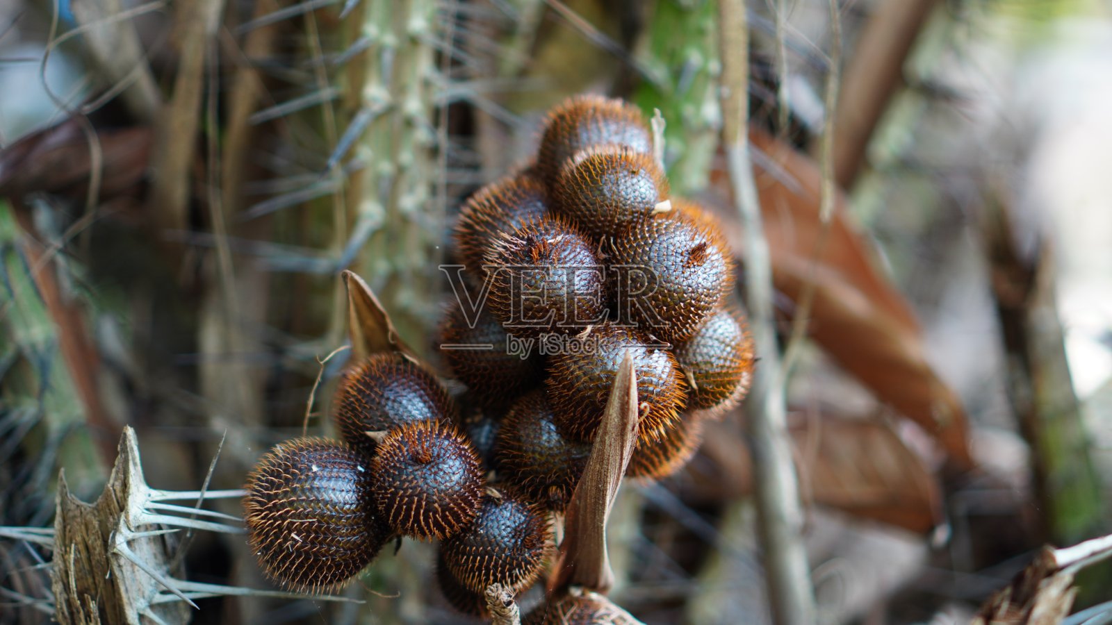 树上的水果照片摄影图片