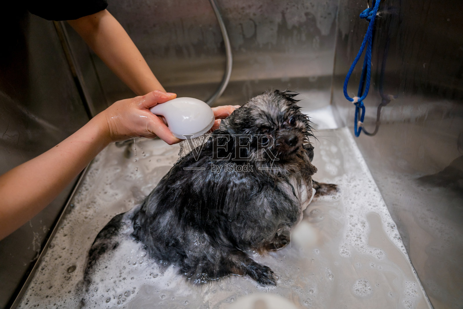 美容师在美容院的浴室里给一只波美拉尼亚狗洗澡照片摄影图片