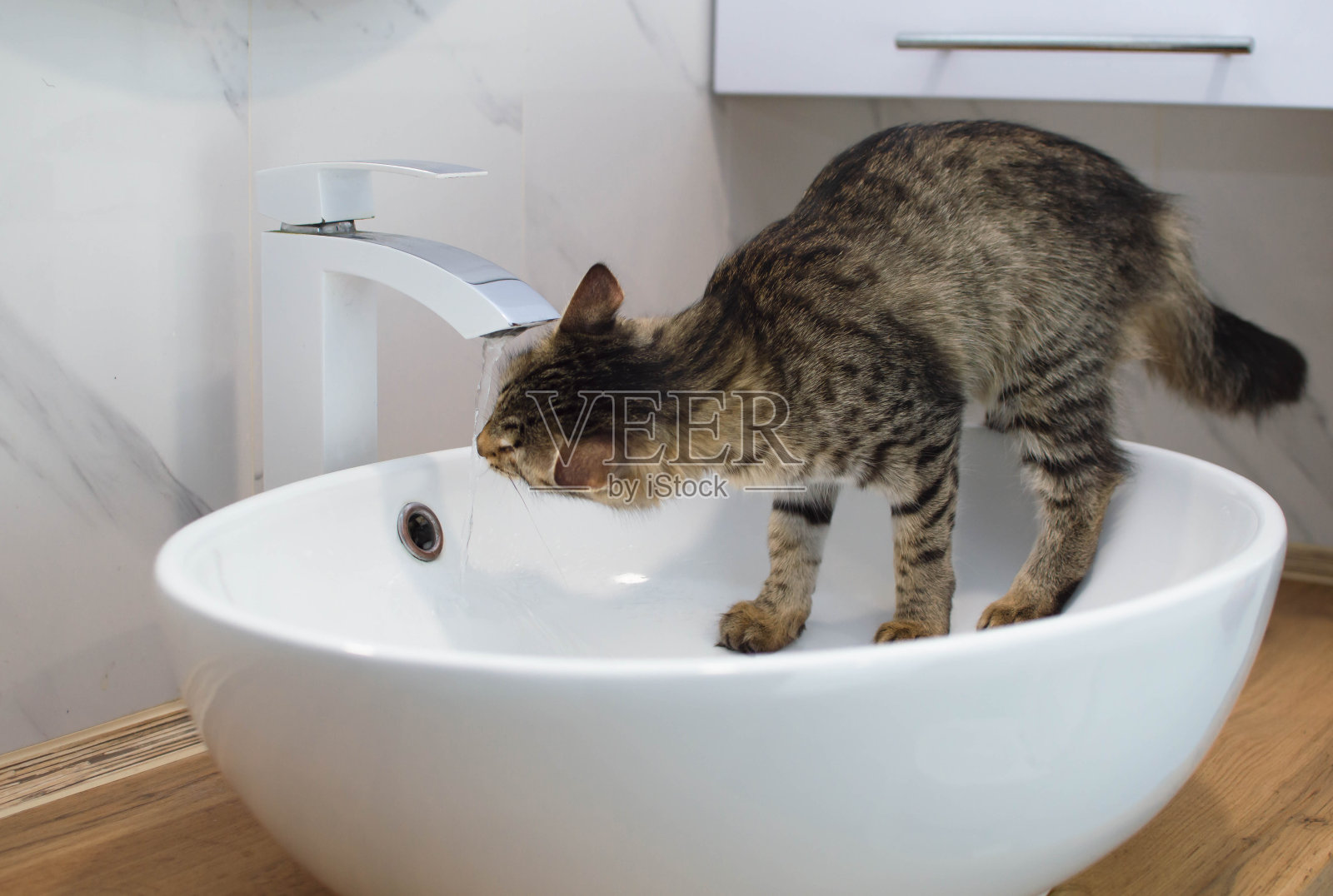 美丽的短毛猫在一个大的白色水槽里喝自来水。家里的动物，一只灰色的家猫在浴室喝水。照片摄影图片