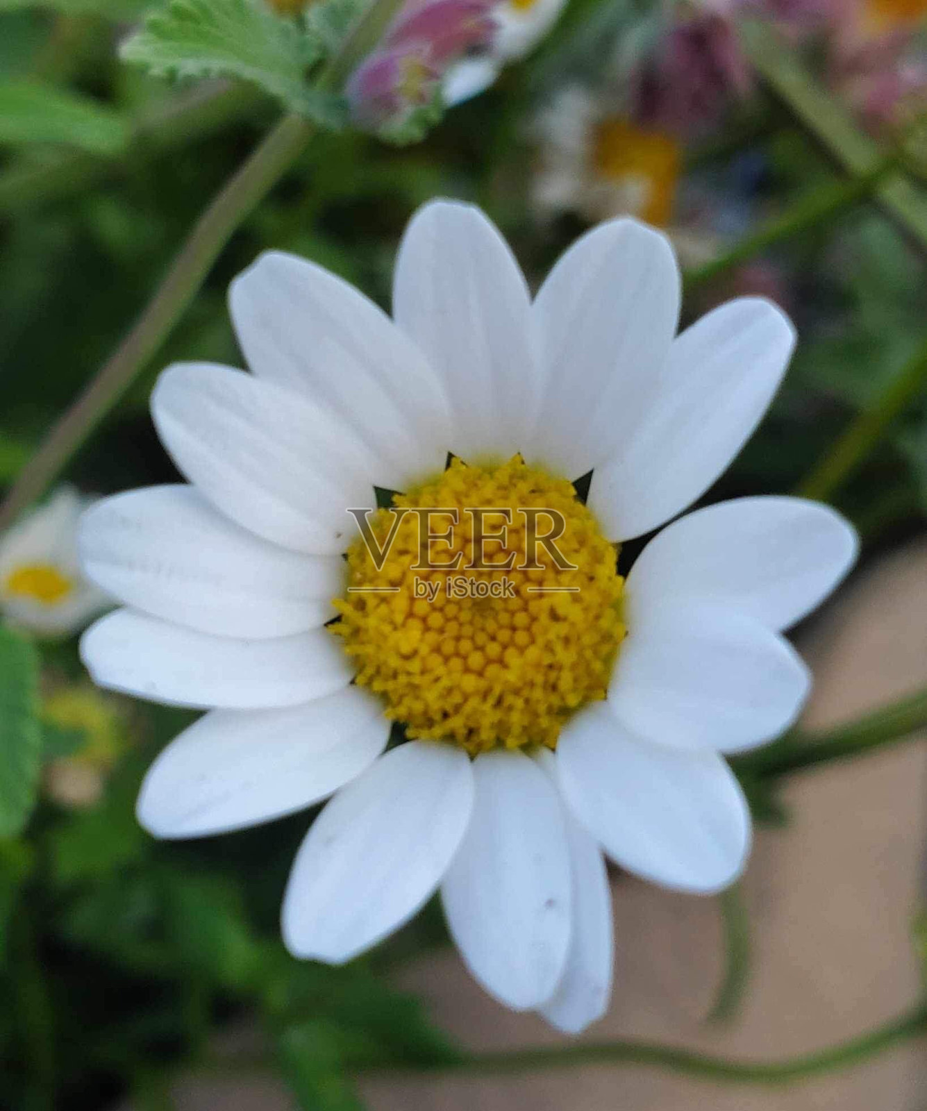 小白花照片摄影图片