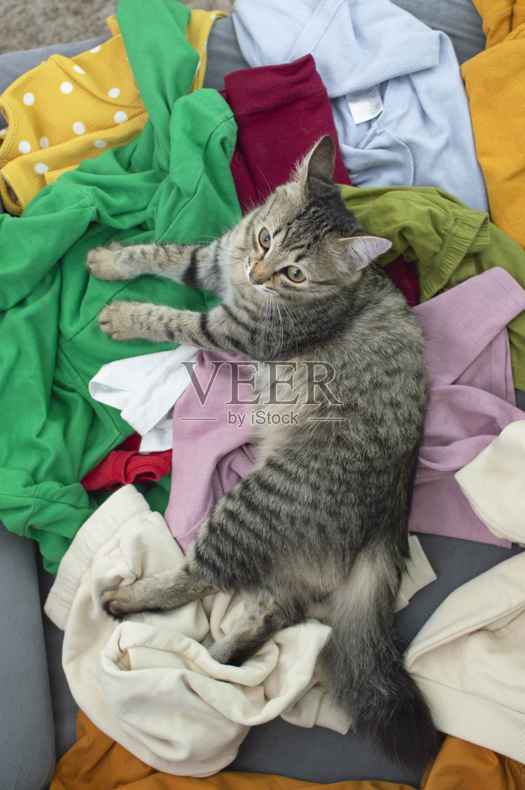 杂乱与室内的概念是一种杂乱的家居客厅里散落着的东西。在肮脏的公寓里，可爱的灰猫躺在灰色的沙发上。有选择性的重点。垂直摄影照片摄影图片