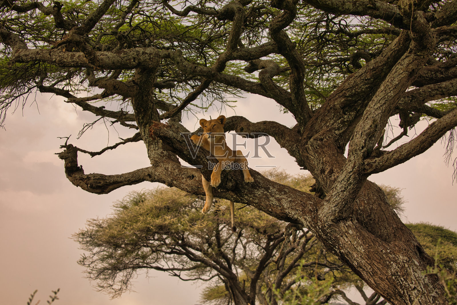 狮子在树上照片摄影图片