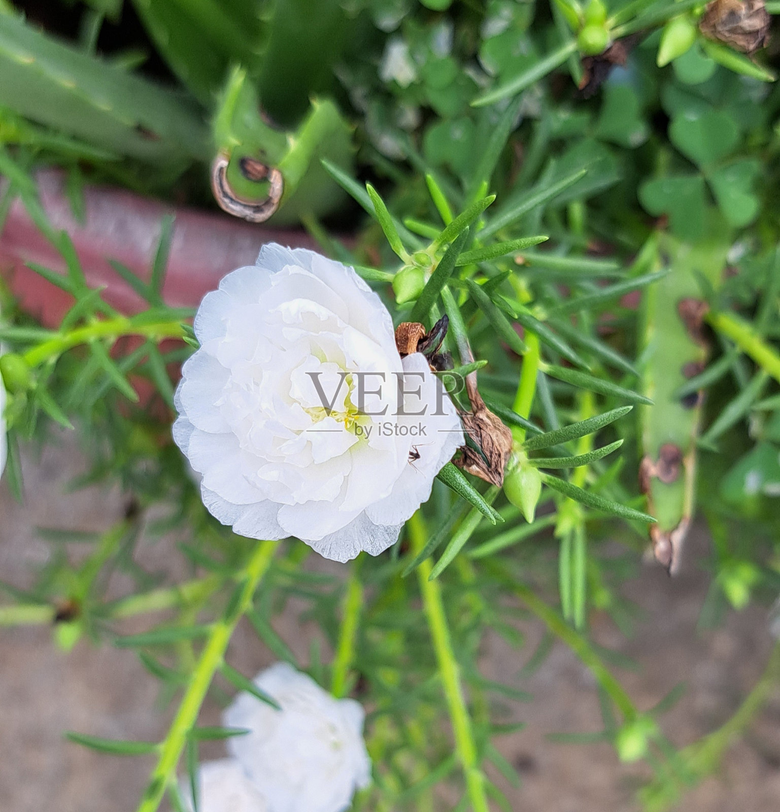 花园中绿叶背景上的白花。花的背景。照片摄影图片