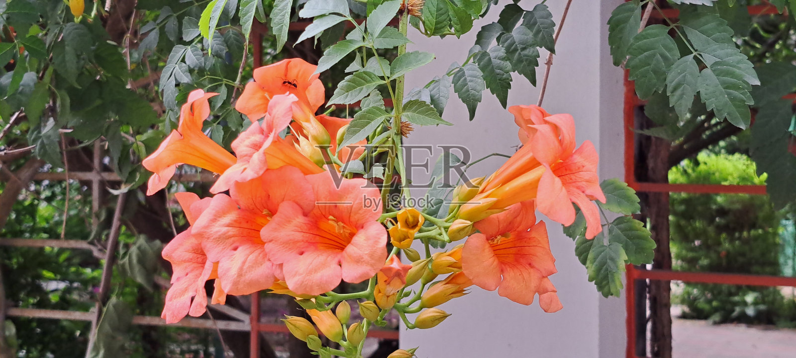 花园中绿叶背景上的白花。花的背景。照片摄影图片