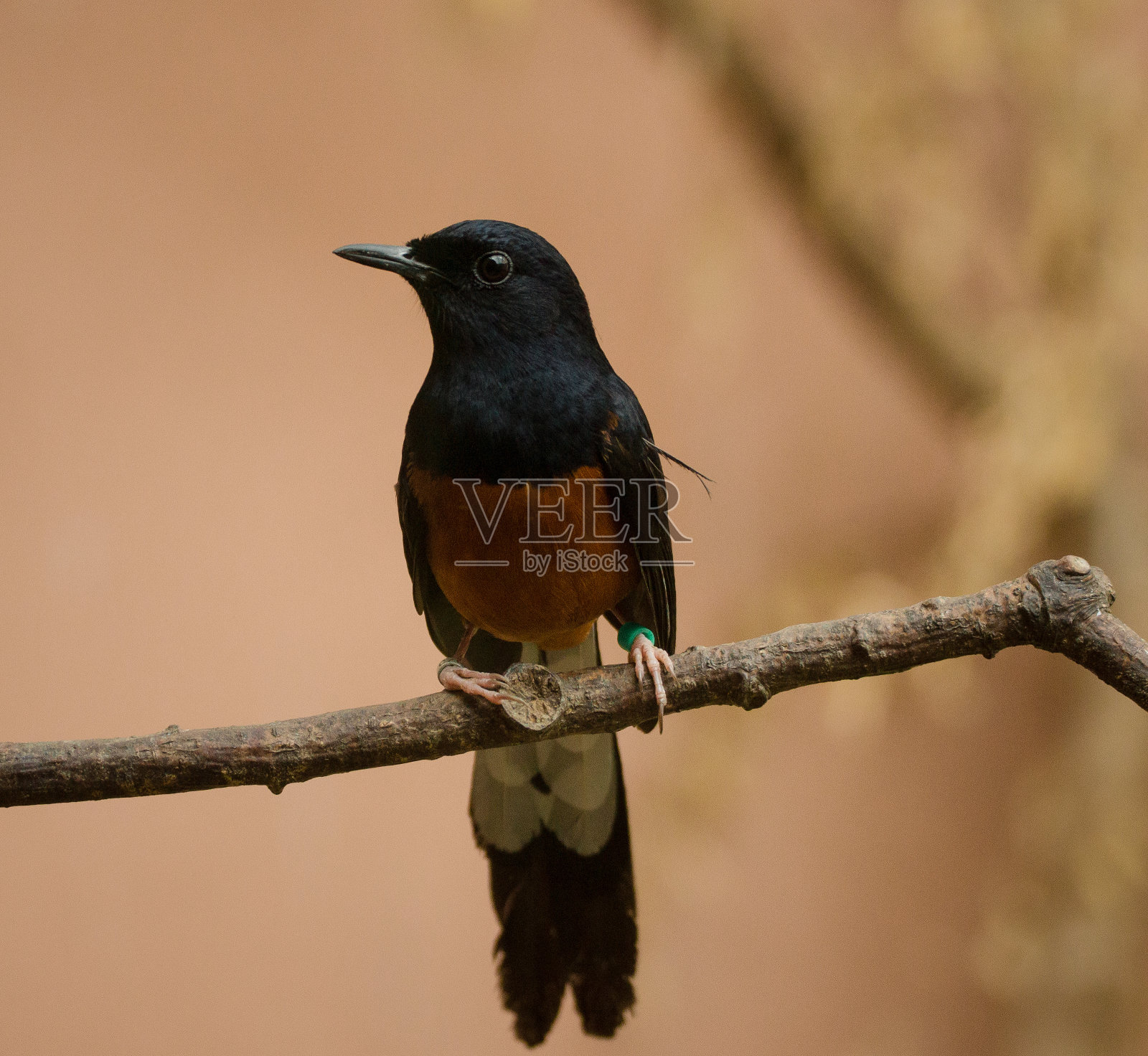 小喜鹊知更鸟栖息照片摄影图片