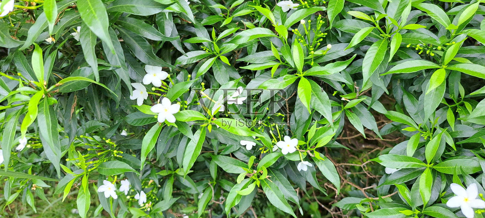 花园中绿叶背景上的白花。花的背景。照片摄影图片