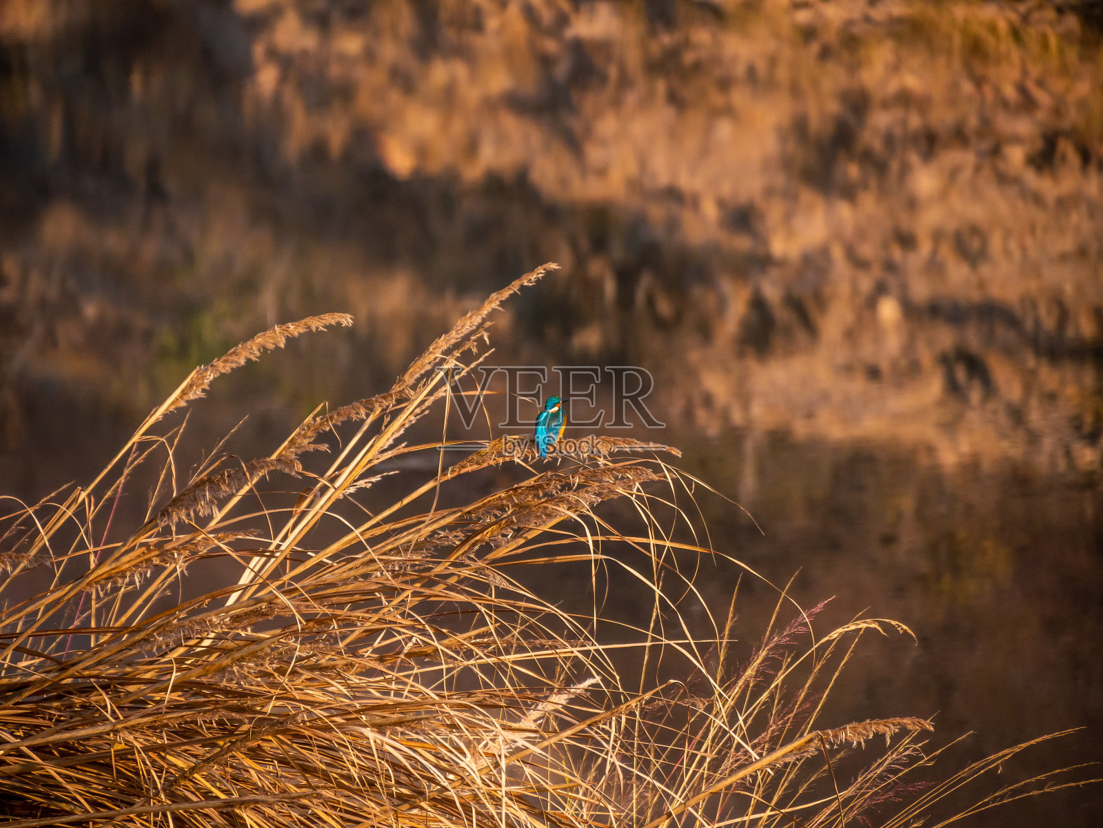 常见翠鸟颜色鲜艳，有橙色、黄色和蓝绿色照片摄影图片