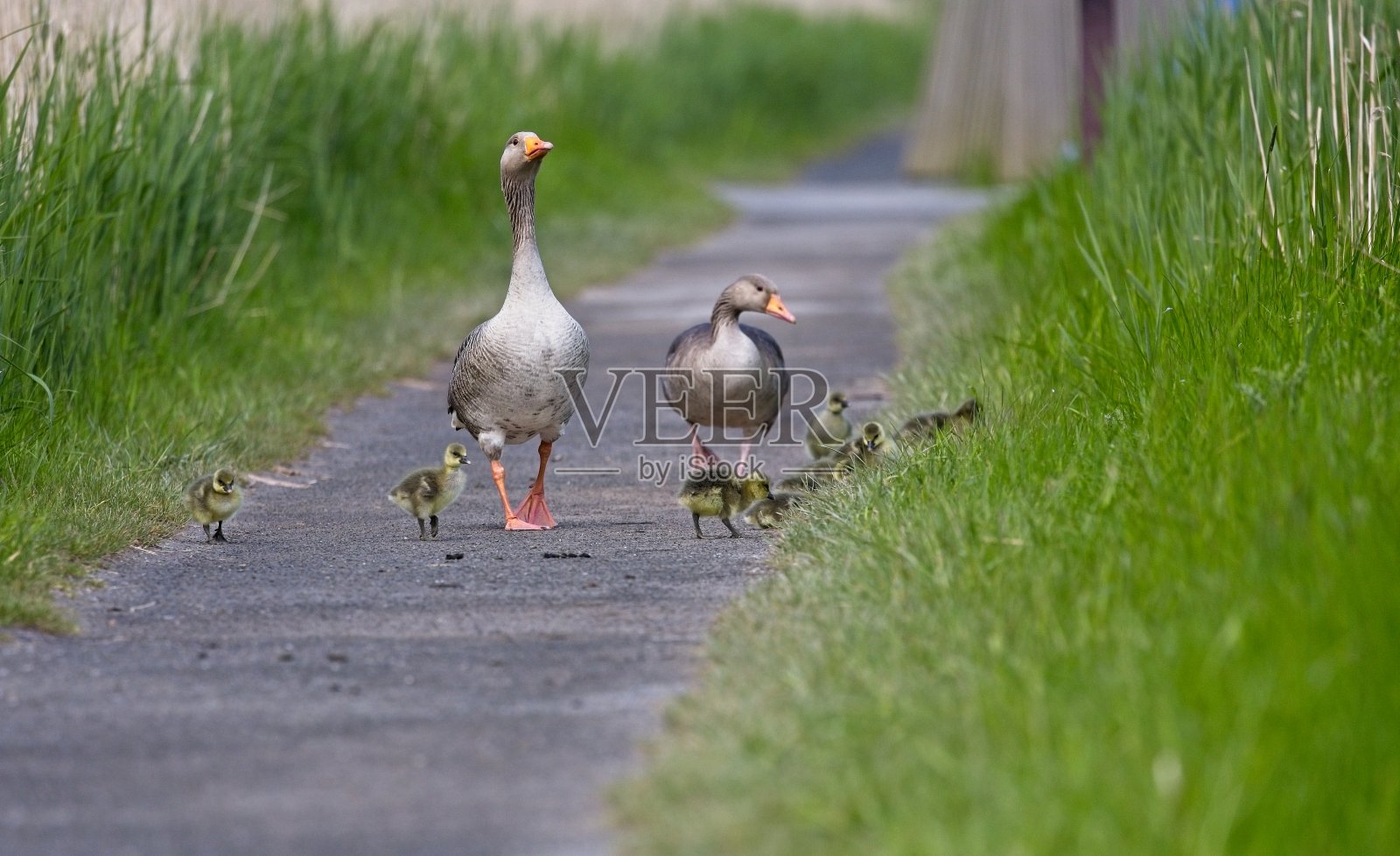 加德沃尔鹅和小鸡沿着人行道散步照片摄影图片