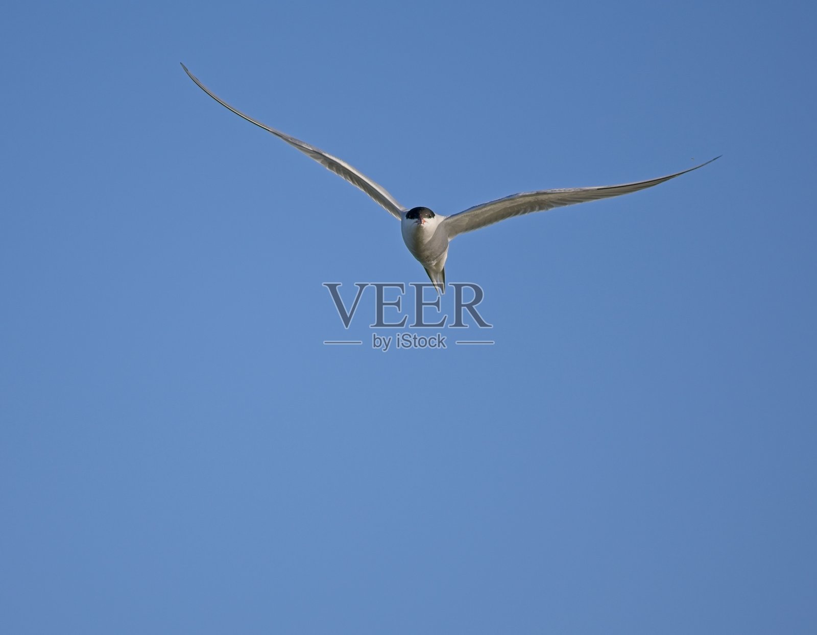 在飞行中直视蓝天背景相机的常见术语照片摄影图片