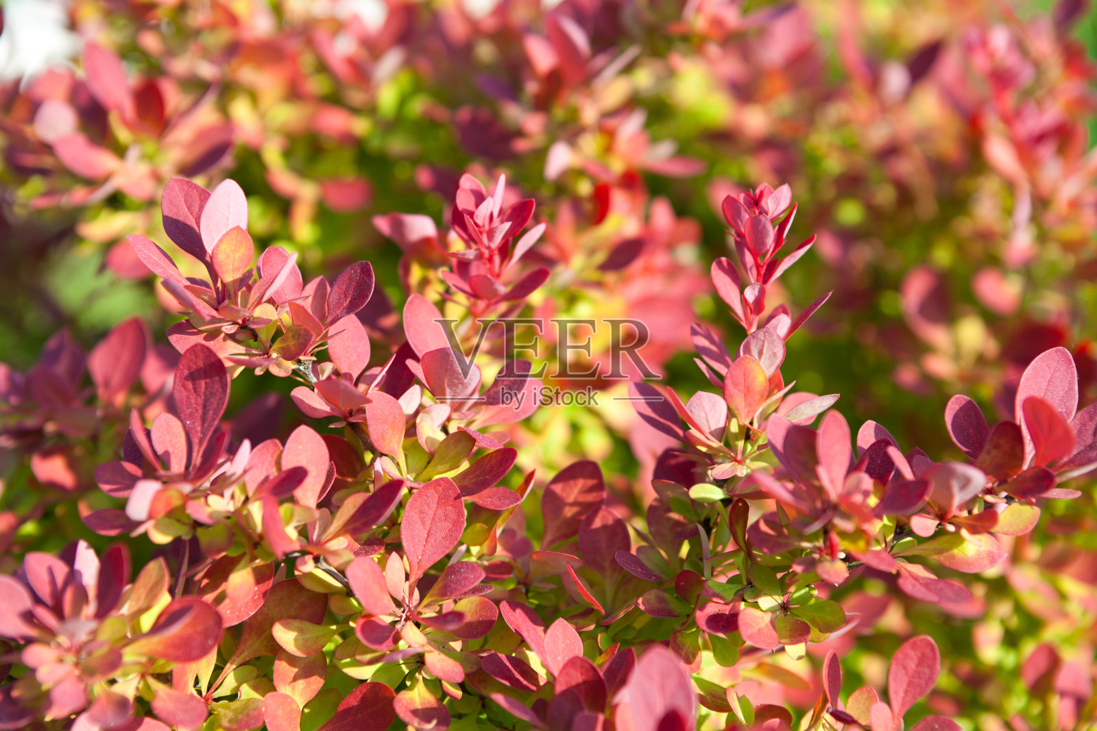 伏牛花背景。照片摄影图片