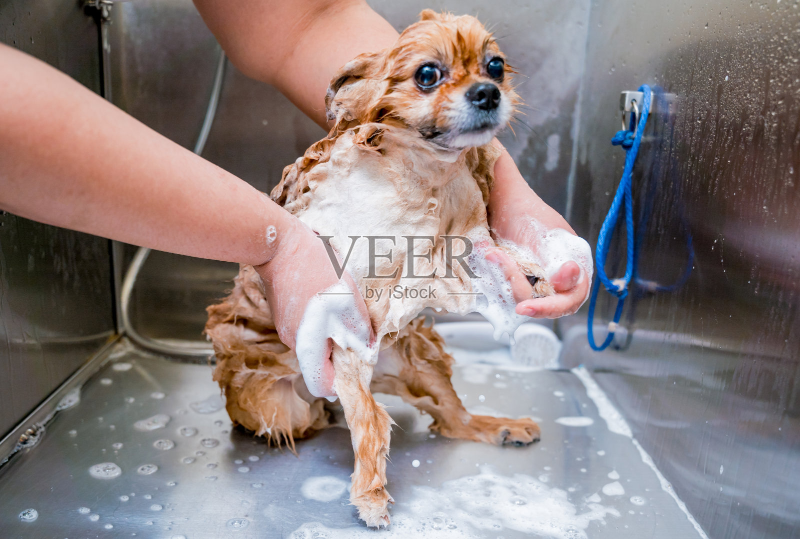 美容师在美容院的浴室里给一只波美拉尼亚狗洗澡照片摄影图片