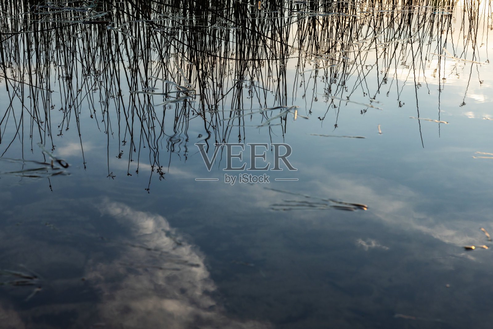 湛蓝的天空和芦苇在平静的湖水中的倒影照片摄影图片