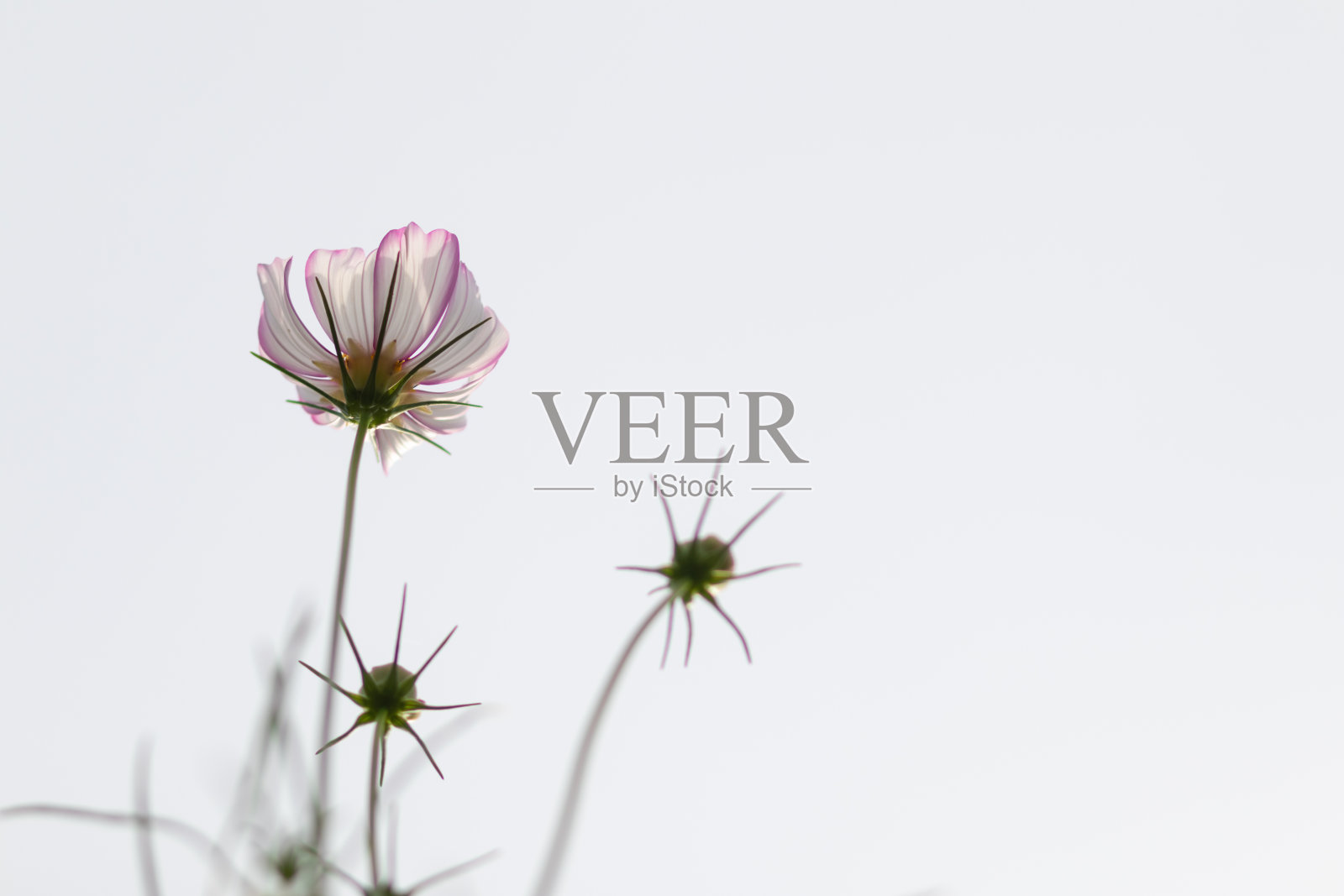 园内的宇宙花背景是作为观赏植物种植的，供喜欢与宇宙花合影的人在浩瀚的宇宙花原野中留念。照片摄影图片