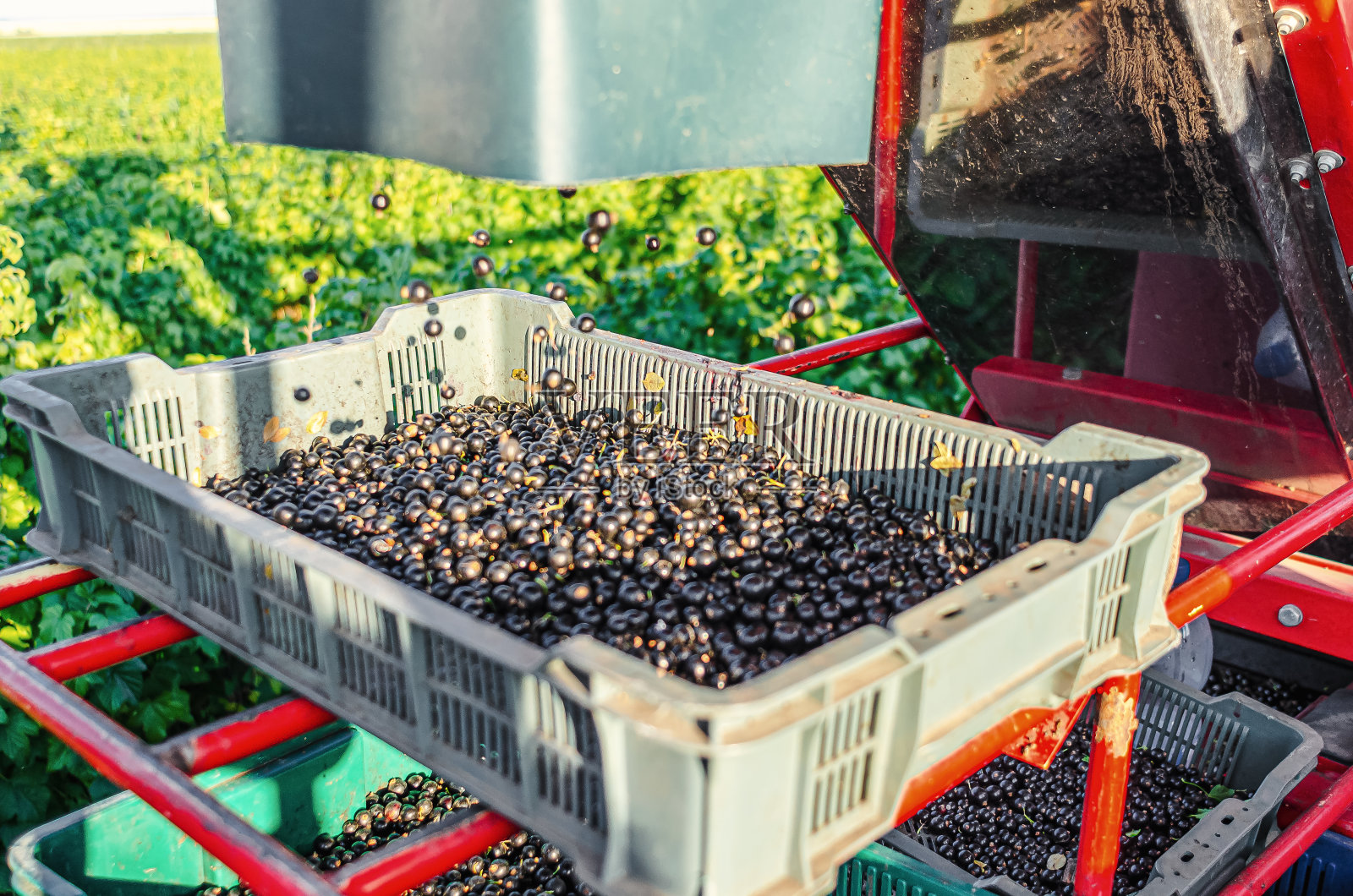黑加仑子倒入联合收割机的抽屉里。夏天收获浆果照片摄影图片