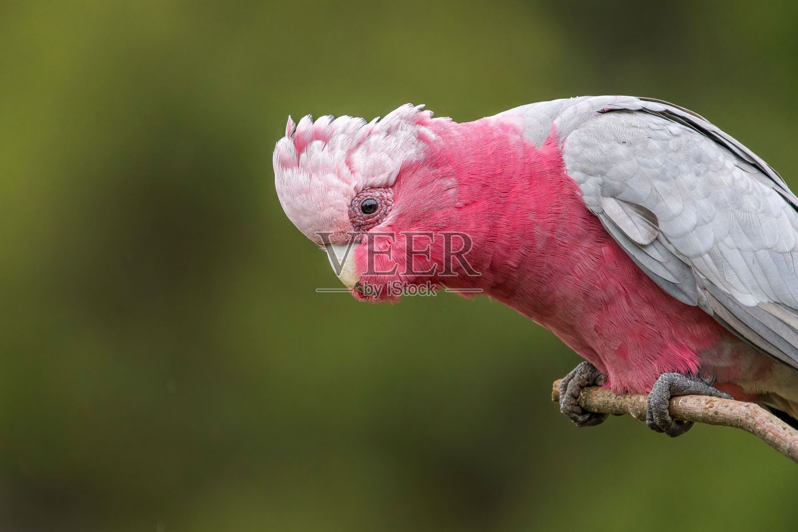 新南威尔士州本地的一种凤头鹦鹉的特写图片照片摄影图片