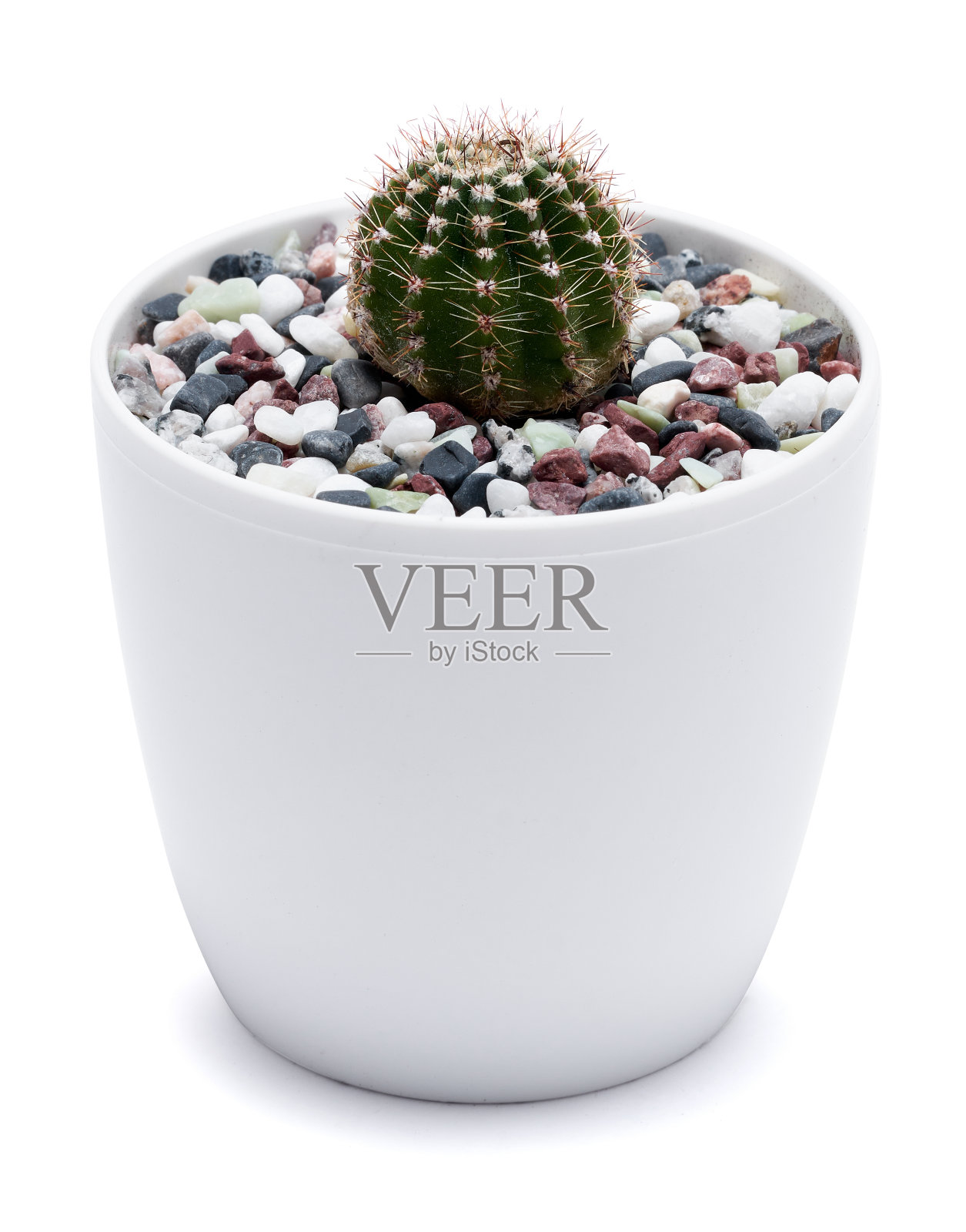 白底分离白色塑料花盆中的仙人掌植株照片摄影图片