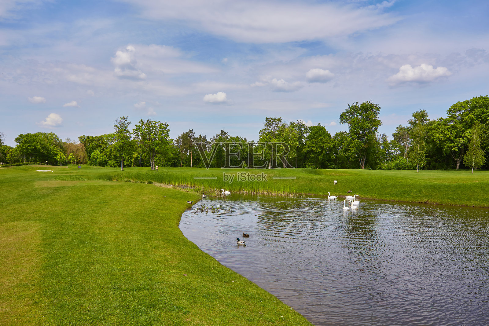池塘里的鸭子和天鹅围着芦苇，背景是一片绿色的草坪照片摄影图片