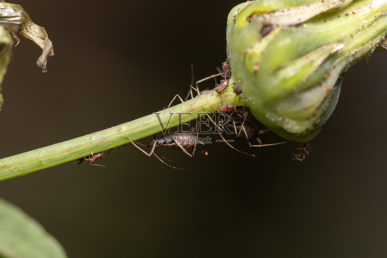 蚜虫照片摄影图片