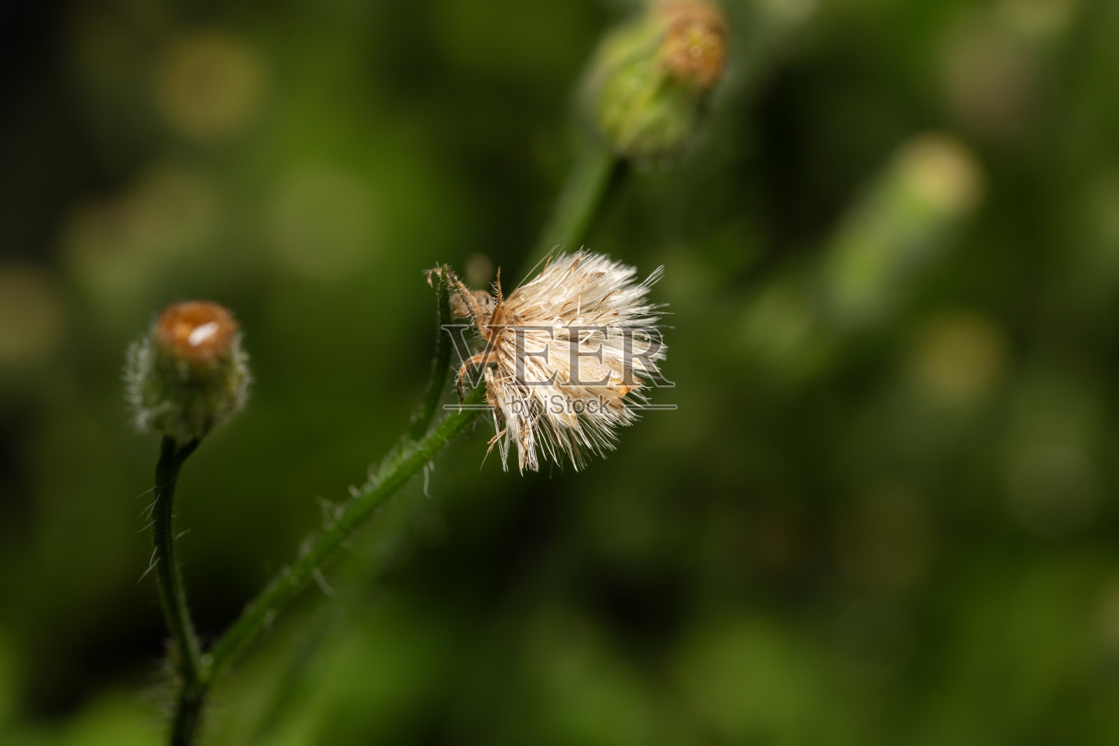 蒲公英的花照片摄影图片