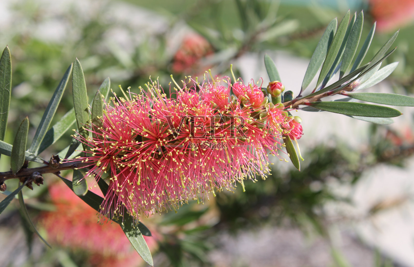 粉红色的瓶刷花在花园的一株callemon植物上照片摄影图片